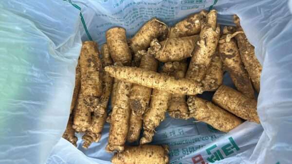 Công dụng của sâm tươi Hàn Quốc thái lát ngâm mật ong